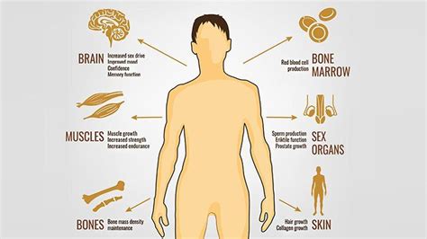 Testosterone Everything You Need To Know Everyday Health