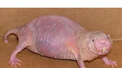 Naked Mole Rats May Hold Clues To Science S Mysteries Fox News