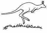 Marsupial Canguro Colorir Canguru Cangurus Kangaroo Kangaroos Imprimir sketch template