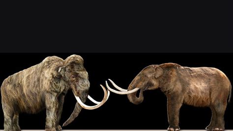 whats  difference   mammoth   mastodon mental floss