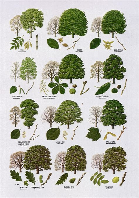 tree leaf names biological science picture directory pulpbitsnet
