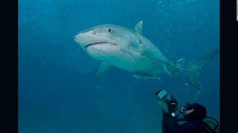 Valerie Taylor Filmed Sharks For Jaws Then She Dedicated Her Life