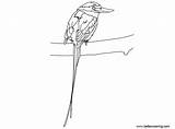 Kingfisher Breasted Buff Paradise Coloring Printable Adults Kids sketch template