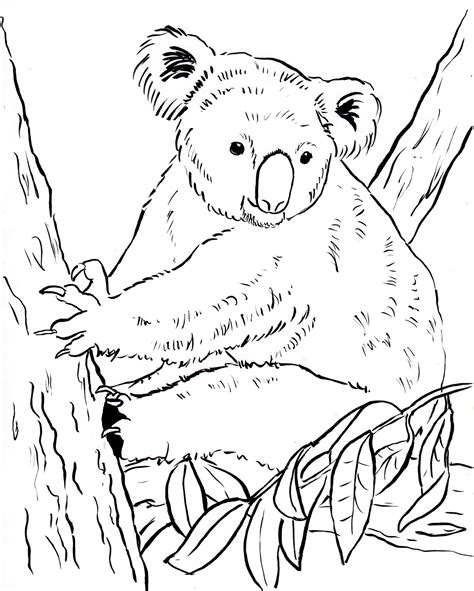 cute koala drawing  getdrawings