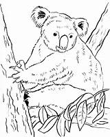 Koala Coloring Bear sketch template