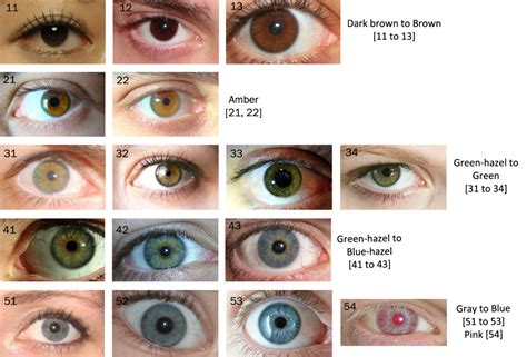 human eye color chart pin  eyes eye color chart