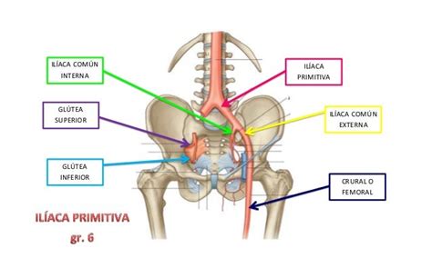 aorta abdominal