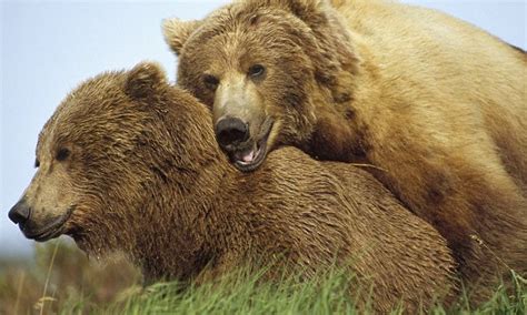 bears are promiscuous when seeking a mate and will murder for sex daily mail online