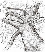 Tree Bark Drawing Getdrawings sketch template