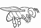 Coloring Pages Bee Drone Printable Drawing Queen Kids Honey Color Drawings Print Book Getdrawings Insect Ideal sketch template