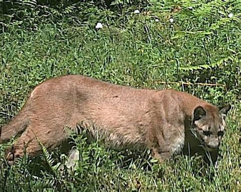 Cougar Shot By Farmer After It Kills Sheep Turkey Near Bend