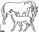 Caballos Desenhos égua Potro Cavalos Caballo Kleurplaten Paarden Puledro Yegua Cavalli Kleurplaat Cavalo Pferd Cavallo Paard sketch template