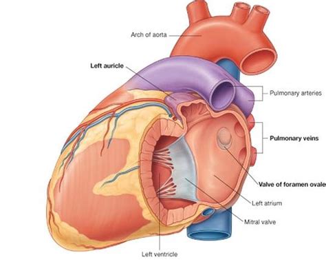 sulcus terminalis heart