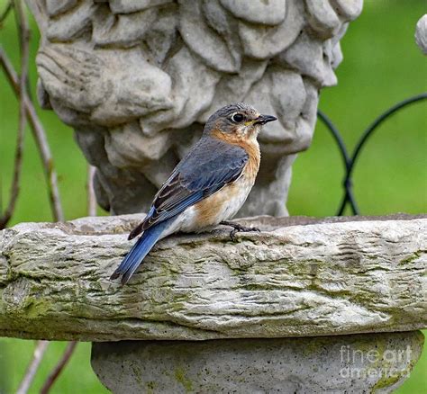 female eastern bluebird    lady photograph  cindy treger