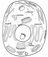 Cell Coloring Animal Drawing Plant Cycle Human Book Biology Diagram Printable Pages Sheet Sketch Worksheet Getdrawings Drawings Anatomy Paintingvalley Getcolorings sketch template