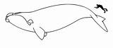 Whale Right Northern Coloring North Pacific Whales Size Color Pages Animals Sheet Human Animal Long Curious Too sketch template