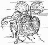 Nautilus Coloring Octupus Vector 4vector Svg sketch template