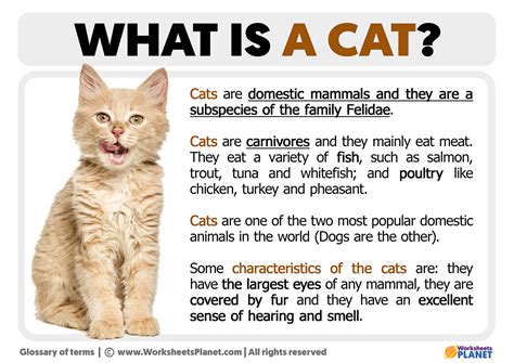cat definition  cat