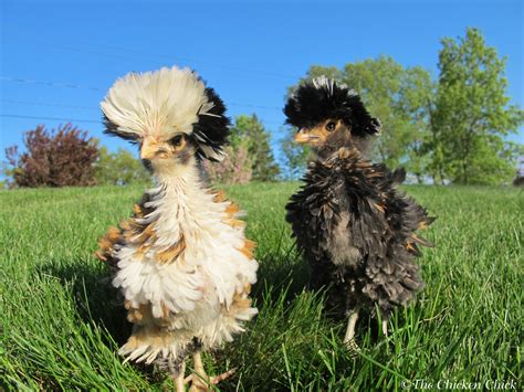 Tolbunt Frizzled Polish Chicks ~by The Chicken Chick Chicken Breeds