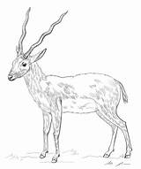 Antilope Antylopa Dzieci Antelope Rysunek Gnu Addax Zabawki Obraz Figurki Pluszowe Aniaml Nadziewane Pacynka Bajka Klasyczne Ausdrucken sketch template