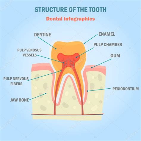 tooth structure color infographics dental illustration  web