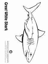 Coloring Shark Silky Pages Monterey Aquarium Bay Beach 08kb 317px sketch template