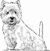Terrier Highland West Dog Line Westie Coloring Dibujo Drawings Westies Terriers Dogs Feedproxy Result Google sketch template