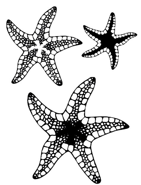 printable starfish coloring pages  kids