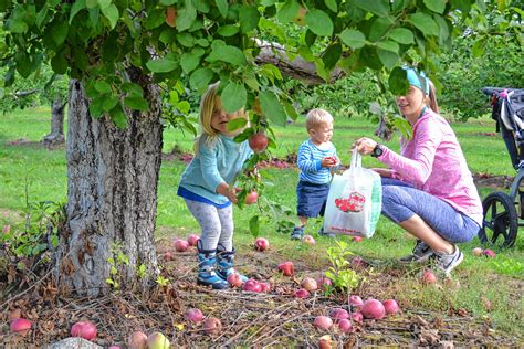 apple picking   tradition    skipped  concord insider