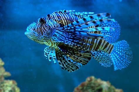 images water nature underwater blue lionfish coral reef