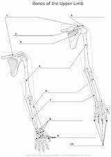 Unlabeled Limb Skeletal Smartdraw Bone Cp Svt Anatomie sketch template