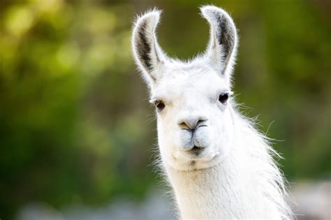 llama attends black lives matter protest hailed   morale booster