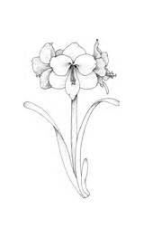 Amaryllis Snapdragon Coloring Vine Pages Flower Printable sketch template