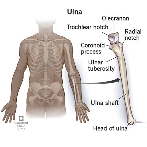 ulna bone anatomy location function