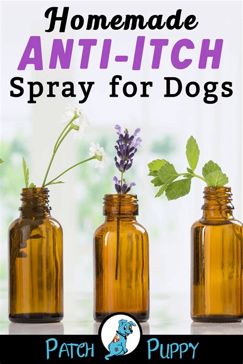 homemade dog anti itch spray   essential oils dogs dog dry skin dog anti itch spray