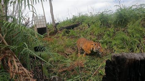harimau sumatera  gayo lues  kena jerat dilepasliarkan  hutan