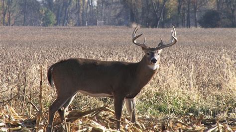 a whitetail buck s favorite wild foods [pics] wide open