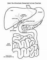 Liver Organs Labeled Gall Bladder Intestine Exploringnature Sponsors sketch template