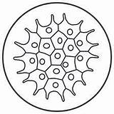 Diatoms sketch template