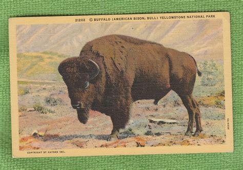 bison bull buffalo vintage post card unused yellowstone national park