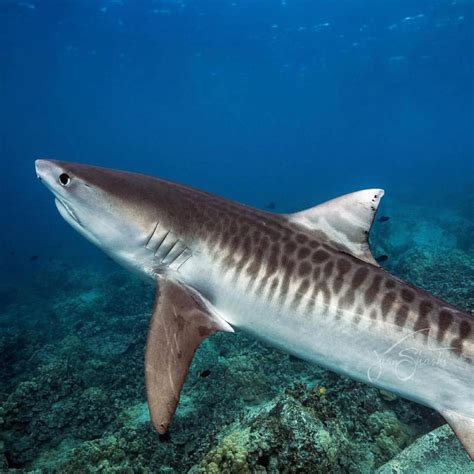 decline  tiger shark population defies expectations griffith news