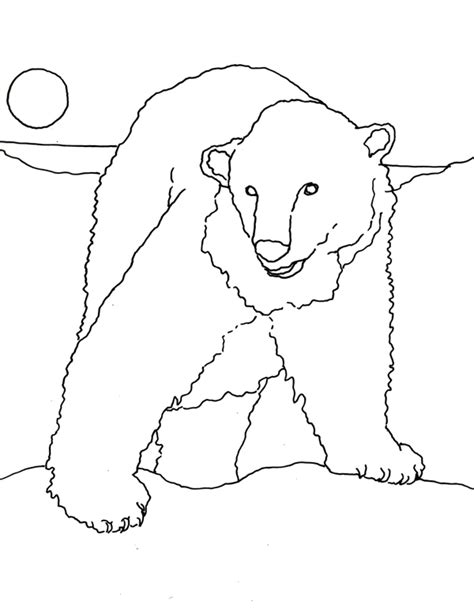 caroline arnold art  books polar bear coloring page