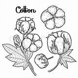 Cotton Coloring Pages Plant Crops Sketch Printable Color Drawing Getdrawings Vector Getcolorings Paintingvalley доску выбрать sketch template