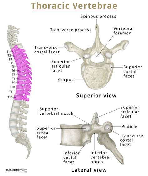 thoracic vertebrae thoracic spine anatomy labeled diagram