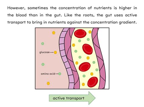 active transport   worksheet gcse biology aqa teaching