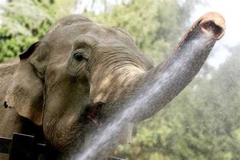 study finds  elephants evolved   discerning nose   mammal  washington post