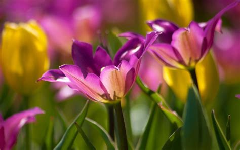 Hintergrundbilder 2560x1600 Px 4k Blume Garten Grün Hd Blatt