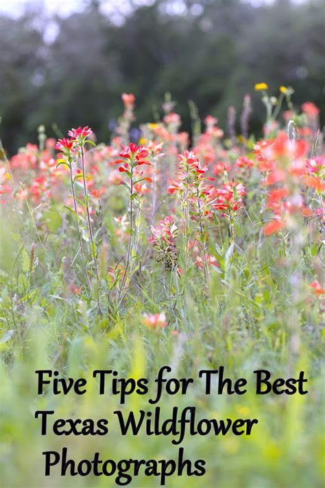 texas wildflower photo tips  top