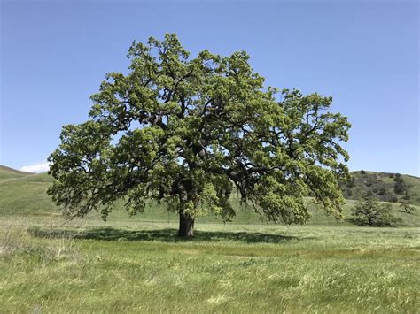 californias iconic tree species offers lessons  conservation