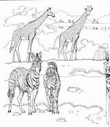 Zoo Coloring Pages Animals Kids Print Zebra Color Matthew Posted Colouring May Zebras sketch template